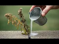 Download Lagu 🔥 THIS Dries Weed in 3 Minutes! It NEVER Grows Again