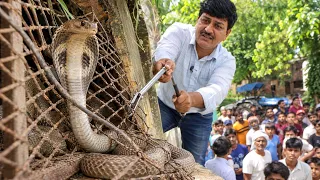 तीन दिनों से तड़प रहा था लोहे के जाल में फँसा हुआ नाग! फिर जो हुआ? ऐसा नजारा बहुत कम ही दिखता है!