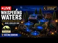 Whispering Waters Wildlife Oasis After Dark LIVE Deer Wildlife Cam Blue Ridge Mountains