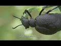 Central pattern generator and dynamic threshold guide robotic hexapod over rough terrain