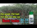 Download Lagu Terbongkar ‼️..Rahasia membasami ulat grayak,ulat Buah dan Daun