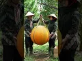 Download Lagu Weighing a Giant Orange! 🍊🇮🇩 Indonesian Farmers at Work #Shorts