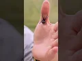 Never handle a black widow