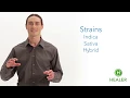 Cannabis 101 Different Types of Cannabis Strains