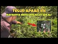 Lagu Update emprit hybrid, lanjut nemu sarang burung misterius ditengah sawah 😁