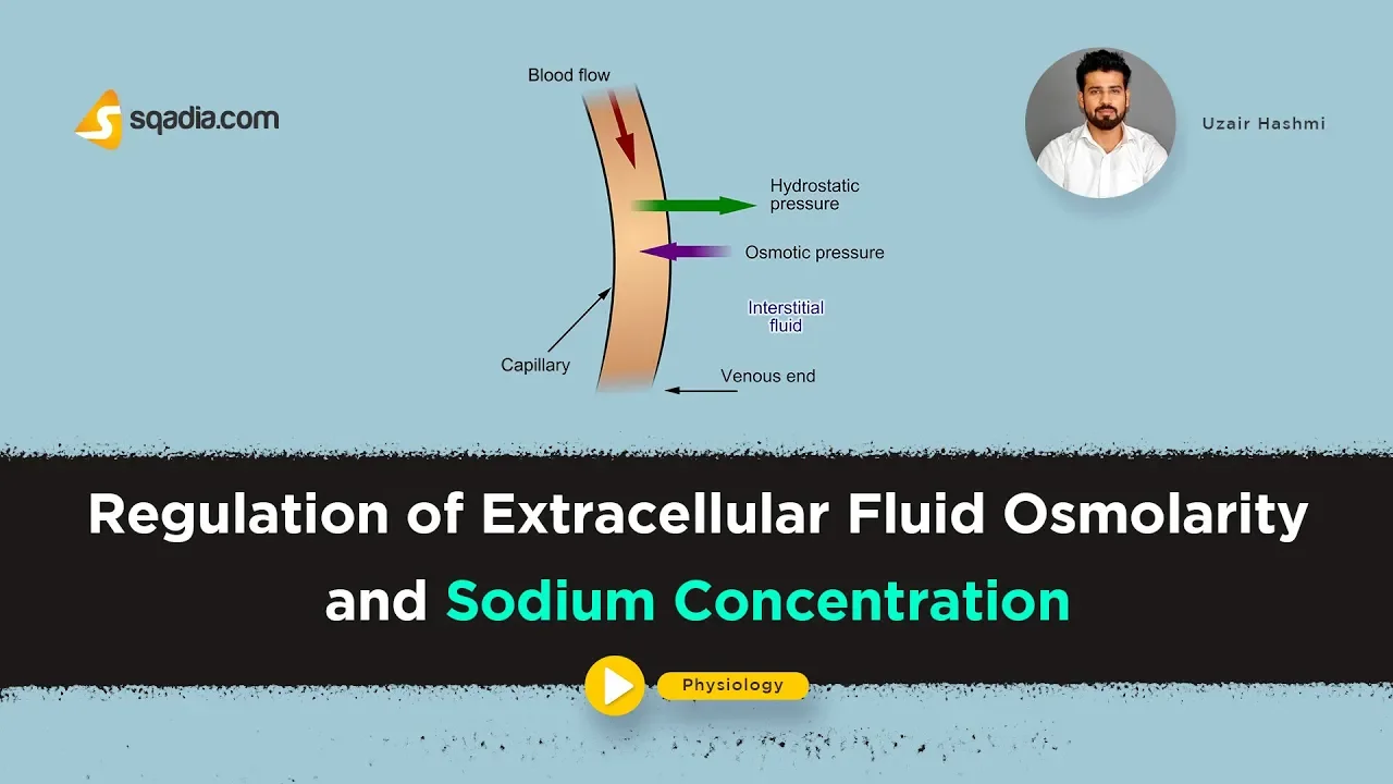 Regulation of Extracellular Fluid Osmolarity | Physiology Online Lectures | V-Learning