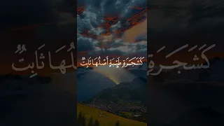 كلمة طيبة كشجرة طيبة مثل قرآني بليغ بصوت الشيخ السيد سعيد سورة إبراهيم شاشة سوداء 