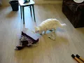 кот под юбкой