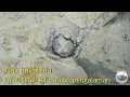 Download Lagu MasyaAllah sungai ini kering banyak banget ikan gabus nya | mencari ikan di musim kemarau