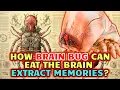 Brain Bug Anatomy - How Brain Bug Can Eat His Victim s Brains And Extract The Memories From It