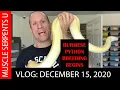 PIED BURMESE PYTHON BREEDING PROJECT BEGINS Dec 15 2020
