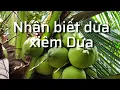 Download Lagu Cách nhận biết cây dừa Dứa đơn giản nhất