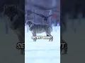 Download Lagu Raven becomes the informer of wolves! | Raven \u0026 Wolf Bond #shorts #facts #manytwist