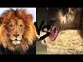 Download TOP 10 BATALII FIOROASE ÎNTRE ANIMALE !!! LEI, TIGRI, LUPI, CROCODIL, ELEFANT, HIENA, JAGUAR ... mp4 3gp mp3 videos - waplic
