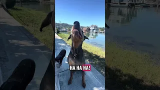 #Fyp #fypシ #pets #doberman #dream