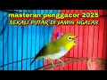 Download Lagu Burung Pleci Gacor Ngalas Nembak Memancing Lawan || Masteran Pleci Gacor 2025