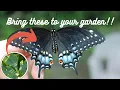 Raising Eastern Black Swallowtail Butterflies Eggs to Butterfly