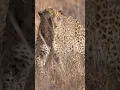 Download Lagu Old male leopard with scars in Kruger Park