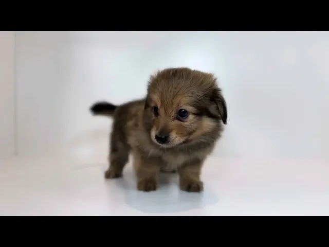 動画