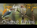 Download Lagu Burung yuhina - Chesnut yuhina - Crested yuhina
