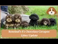 Rosebud s F1 Chocolate Cavapoo Litter Update