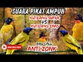 Download Lagu SUARA PIKAT MP3 SUPER AMPUH, KUTILANG EMAS VS KUTILANG SUTRA