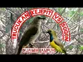 Download Lagu Suara Pikat Trucukan Kejepit Vs Sogon Paling Ampuh