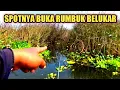 Download Lagu RAWA PUCUK READY‼️IKANYA LUMAYAN, AKU JUGA DAPAT BONUS DAGU MERAH || Mancing Ikan Nila Liar