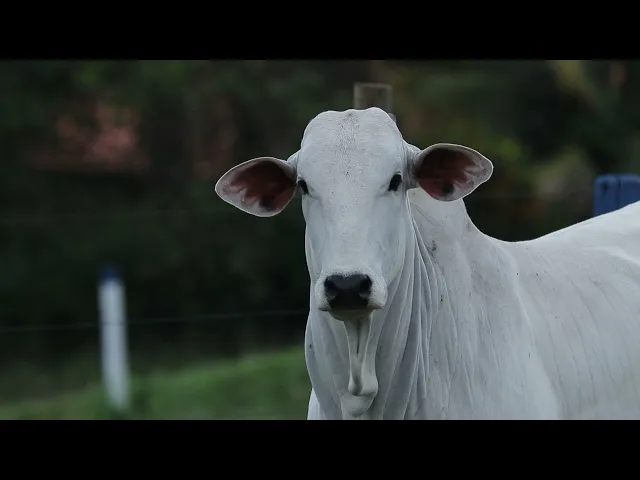 Novilha Nelore CMT - 522