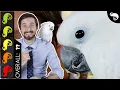 Cockatoo The Best Pet Dinosaur