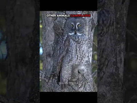 Crazy Animal Camouflage...