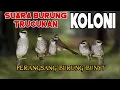 Download Lagu BURUNG TRUCUKAN KOLONI PERANGSANG BURUNG BUNYI.