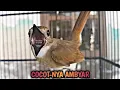 Download Lagu SRDC BALI GACOR FULL TEMBAKAN KASAR || Sikatan Rimba Dada Coklat Gacor Dor