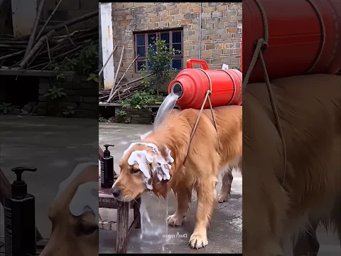 Dog Takes a Bath to Meet His Girlfriend #shorts #vairalshorts