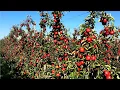 Lagu Growing Apples-Harvesting Apples in New Zealand