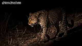 top 5 nocturnal animals to see in africa 