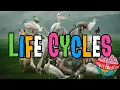 Animal Life Cycles
