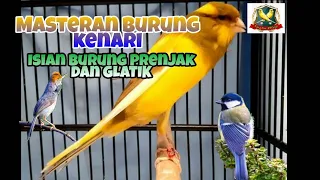 Download MASTERAN SUARA KENARI ISIAN PRENJAK DAN GLATIK, SUARA BENING LAGU ISTIMEWA MP3