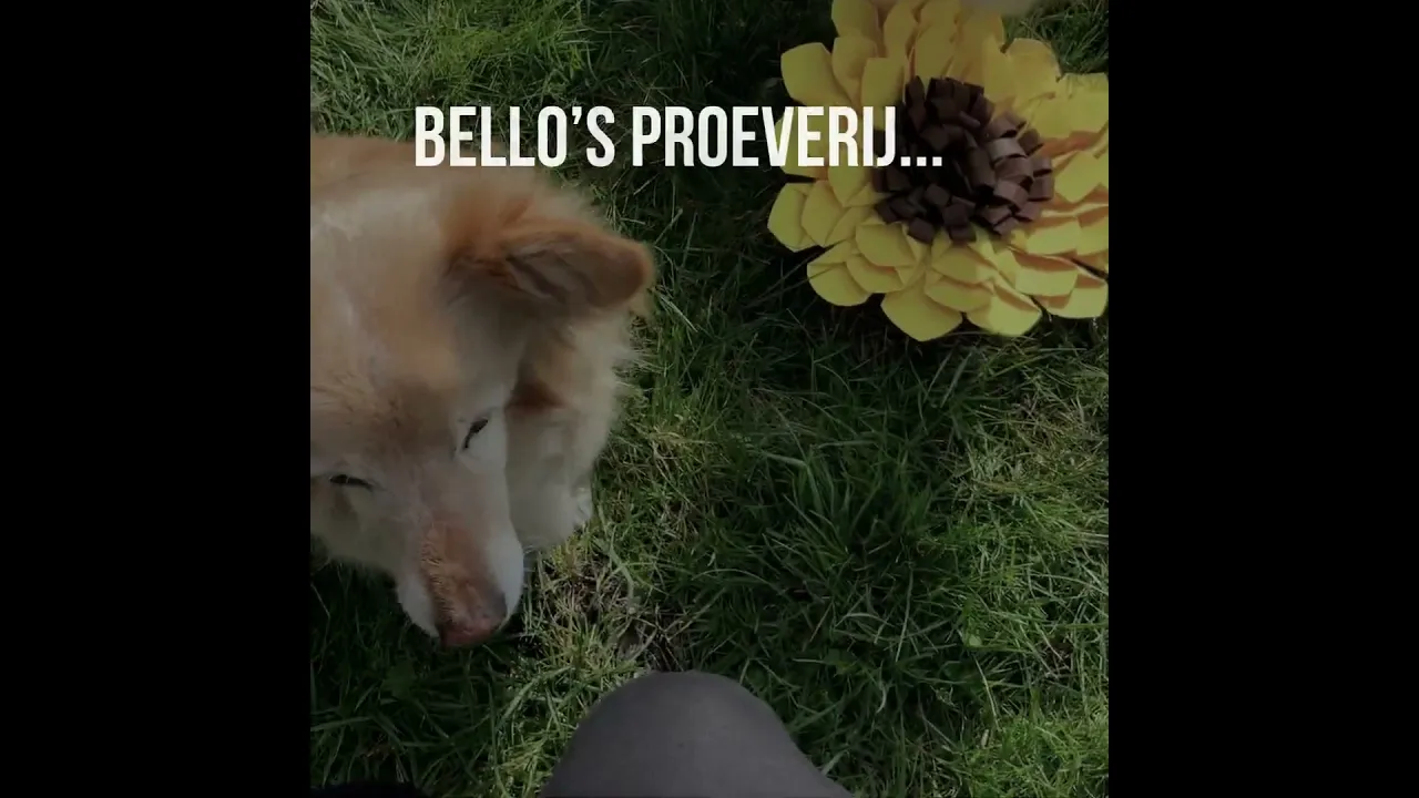 Bello's proeverij
