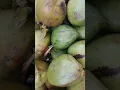 Download Lagu Rajkot ka sabse popular nariyal vala
