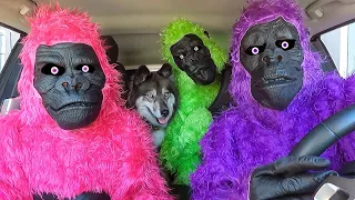 Gorilla Surprises Puppy, Monkey & Rubber Ducky with Car Ride Chase