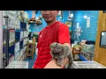 Thailand s Dark Side Illegal Pet Market Exposed
