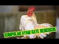 Download Lagu KERAS||SUARA AYAM KATE BERKOKOK
