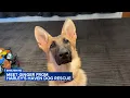Shelter Me Meet Ginger from Harley s Haven Dog Rescue