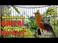 Download Lagu 100% PASTI NYAUT‼️Nraktak Ngeplong Gacor Merangsang bunyi Anis Merah BIKIN gacor dor | HW ANIS MERAH