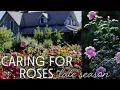 Download Lagu Cutting Garden Rose Care |  Garden Planning
