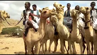 من المدائح النبوية عند البني عامر و الحباب احتفالا بعاشوراء معشورا 