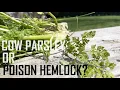 Cow Parsley or Poison Hemlock How to Identify - Very Specific Features