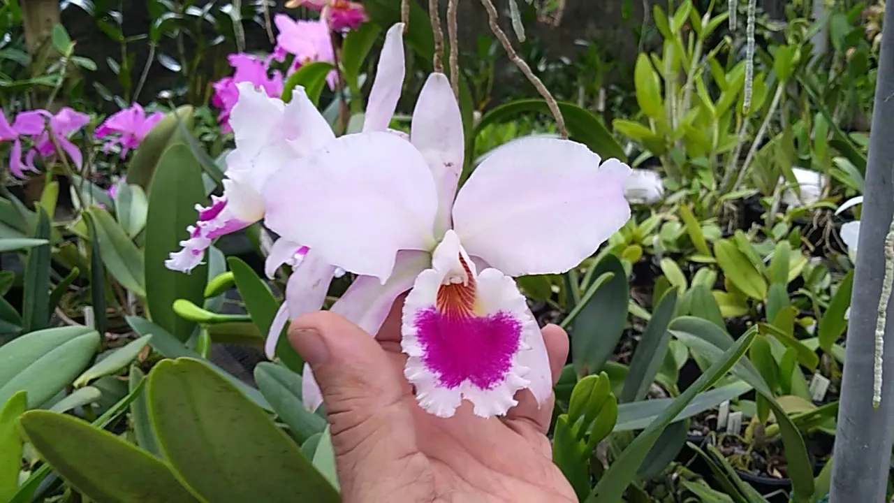 ORQUÍDEA CATTLEYA LABIATA CULTIVO