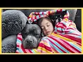 Download Lagu Watch This Rescue Pitbull Grow Up Beside The Baby He Loves Most